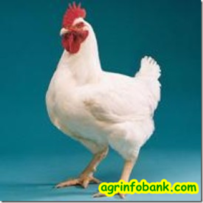 Study: Effect Of Protein, Probiotics, Vitamins C And E On Semen Quality, Biochemical And Immunological Profiles Of Aged Broiler Breeders After Molting Study: Effect Of Protein, Probiotics, Vitamins C And E On Semen Quality, Biochemical And Immunological Profiles Of Aged Broiler Breeders After Molting