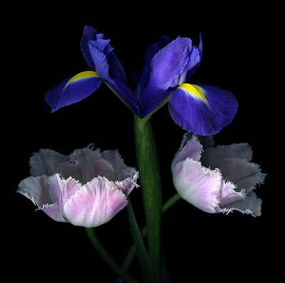 Tulipanes y Gladiolas