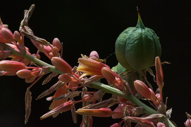 Red Yucca