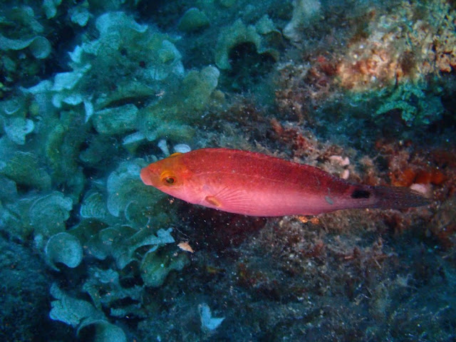 Symphodus mediterraneus