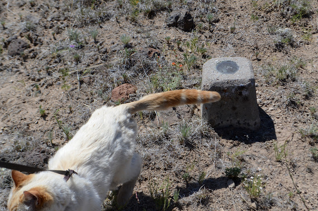 cat ignoring the benchmark