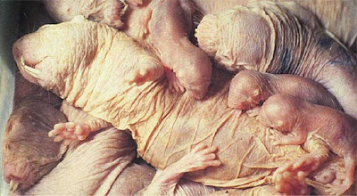 Young family of naked mole rats