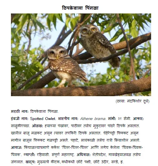 Spotted owl thipakewala pingala bird information in marathi