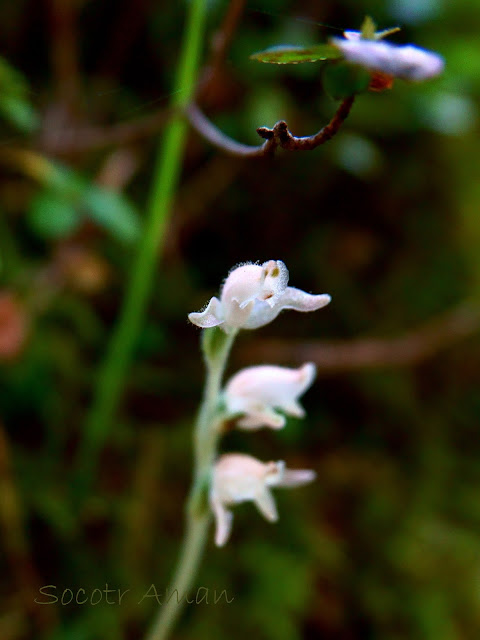 Goodyera schlechtendaliana