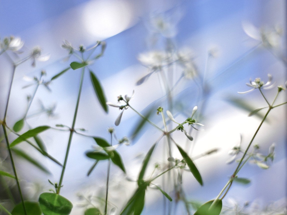 Herbstblumen