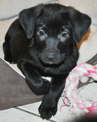 Wags laying in his dog bed looking adorable.