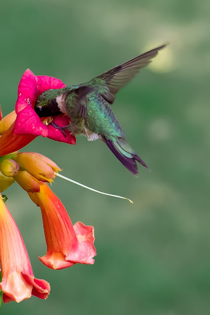Vines For Hummingbirds