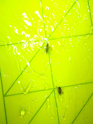Gnats In Plants