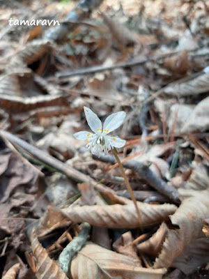 Весенник звёздчатый / Эрантис звёздчатый (Eranthis stellata)