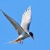 River Tern