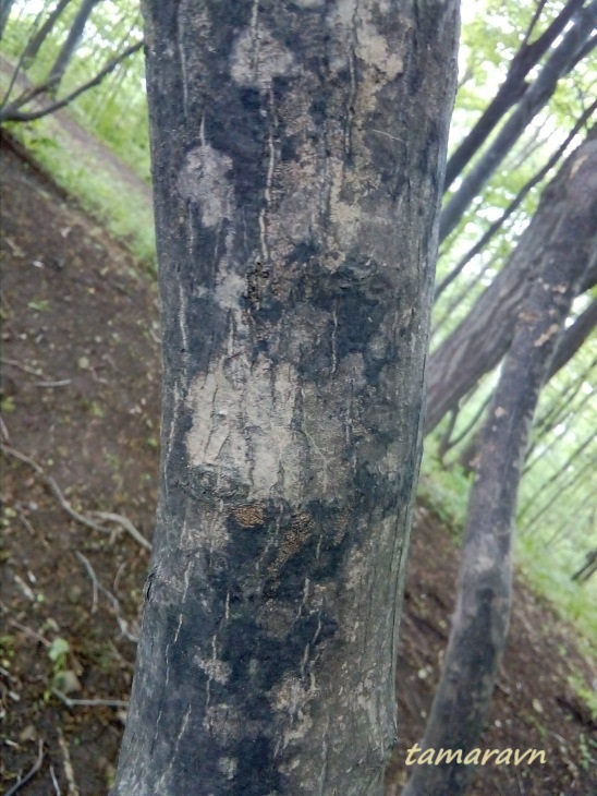 Клён ложнозибольдов (Acer pseudosieboldianum)