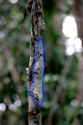 Gecko camuflado en rama de árbol
