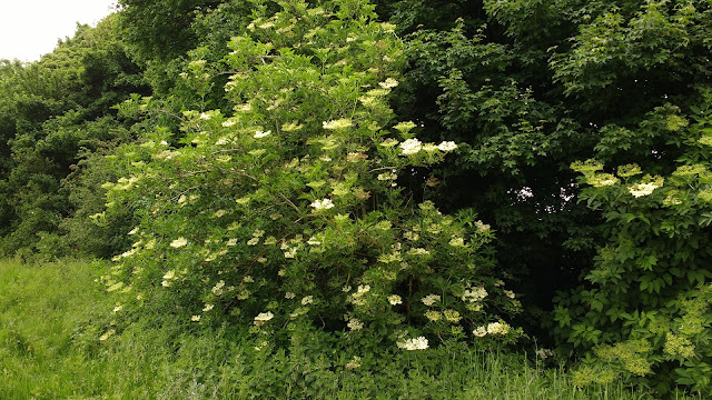 picking elderflowers and making cordial