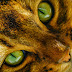 Cat Eye Wallpaper