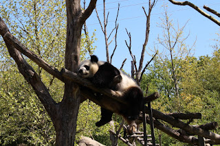 Panda Zoo de Beauval