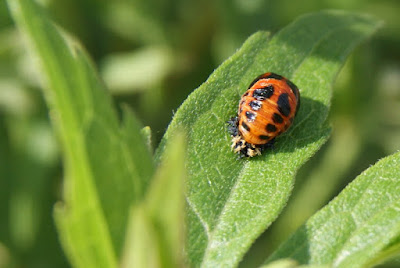 Zevenstippelig Lieveheersbeestje - Sânstippich Ingeltsje - Coccinella septempunctata