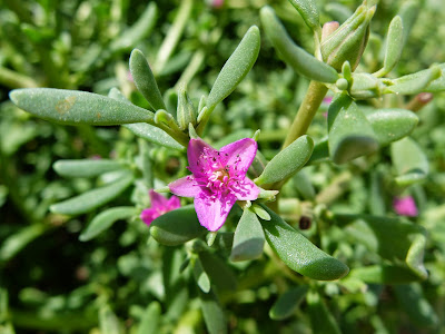 Sesuvium verrucosum