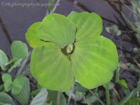 Water Lettuce