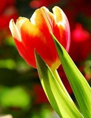 clip_image006