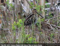 Wilson's snipe, Little Harbour, PEI - by Joanne Dunphy, May 2013