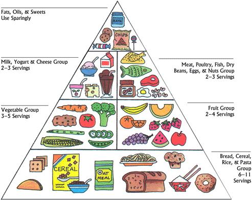 Yr 3.1 - Class 2010 -2011: The food pyramid