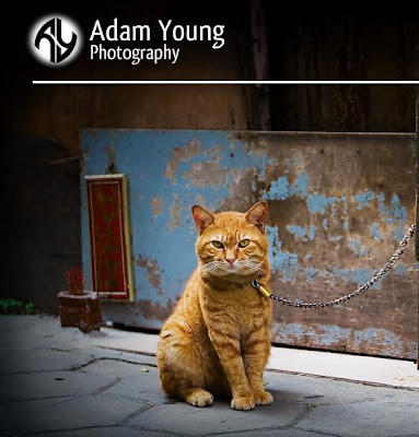 Adam Young Photography