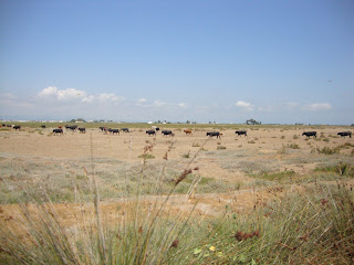 Sant carles de la Rápita Bulls in field landscape Photos - Tarragona - Spain