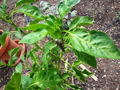 getting rid of grasshoppers in the garden