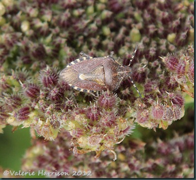 14-Sloe-Shieldbug