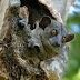 (Lepilemur ruficaudatus)