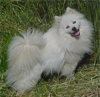 Anjing American Eskimo