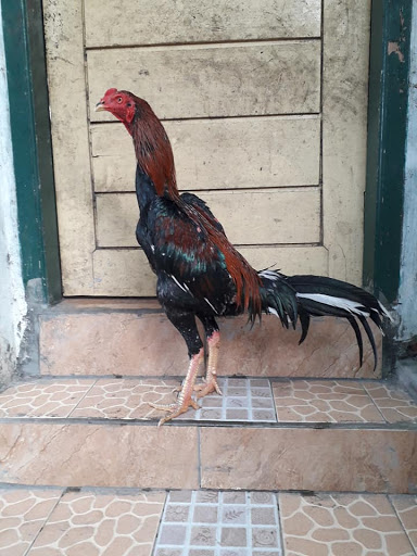 Ayam BANGKOK PAKHOY super, Ayam BANGKOK PAKHOY termahaL, Ayam BANGKOK PAKHOY birma, Ayam BANGKOK PAKHOY terbaik, Ayam BANGKOK PAKHOY bangkok, Ayam BANGKOK PAKHOY mangon, Ayam BANGKOK PAKHOY super ganas, Ayam BANGKOK PAKHOY wiring galih, Ayam BANGKOK PAKHOY petarung, Ayam BANGKOK PAKHOY juara