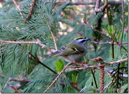 Gold Crowned Kinglet