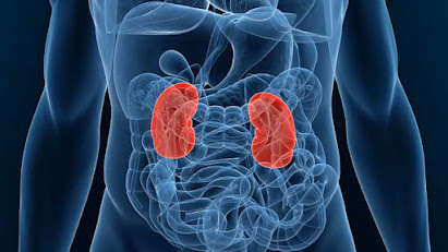 Understanding The Functions Of The Kidney And Its Health