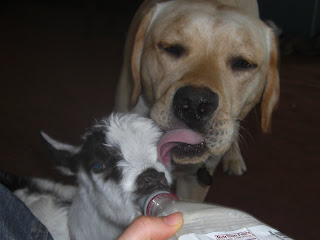 Picture of Toby licking Fresca, while she is drinking her bottle