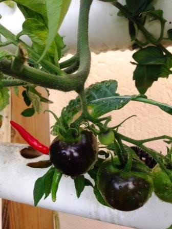 indigo rose tomato and cayenne pepper in aquaponics