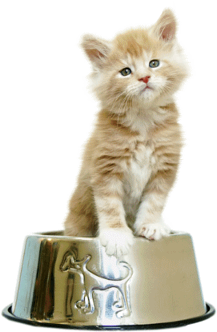 Gif de gato