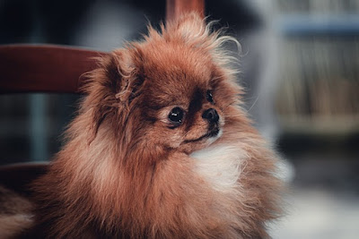 Pekingese facts and information