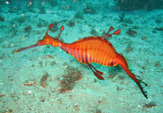 Ruby Seadragon (Phyllopteryx dewysea ): The Newest Discovery of Nature.