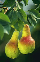 Fennel Pear Juice