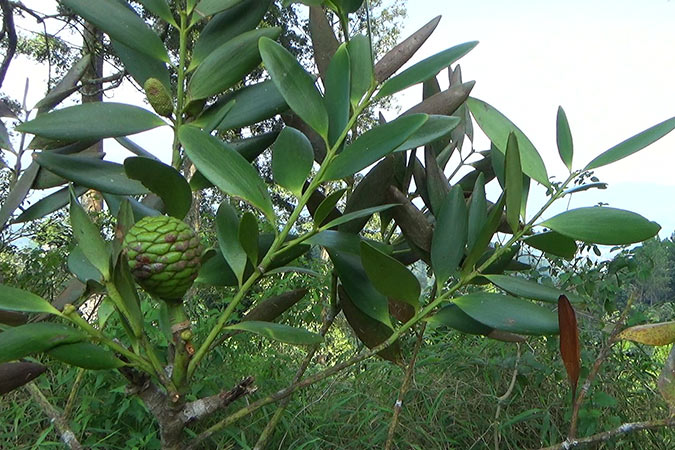 Dlium Amboyna pine (Agathis dammara)