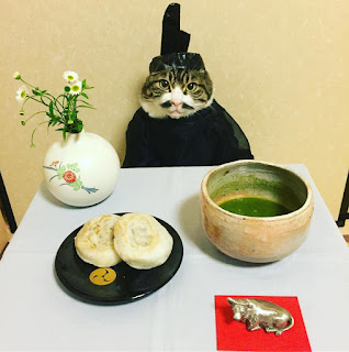 Maro el gato cosplay chef que come y se viste mejor que tú