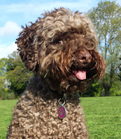 Betty the Labradoodle