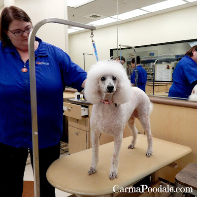 Poodle after Petsmart grooming 