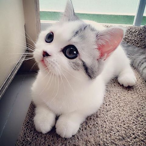 Cute Cat Image for Whatsapp