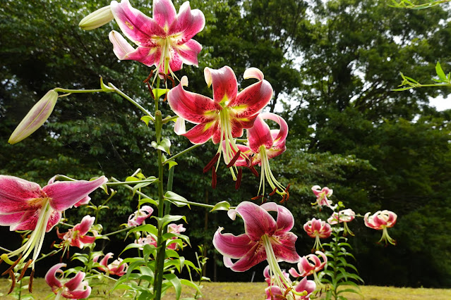 鳥取県西伯郡南部町鶴田　とっとり花回廊　花の丘　カノコユリ（鹿の子百合）