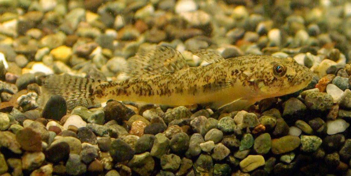 東京淡水魚図鑑 ジュズカケハゼ ハゼ科ハゼ亜科ウキゴリ属