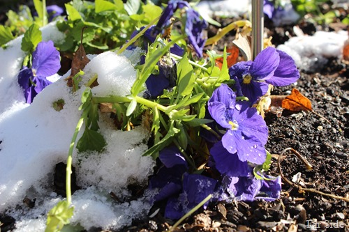 Pansies Oct 28