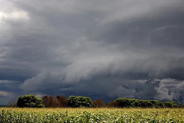 Como a borboleta se protege da chuva?