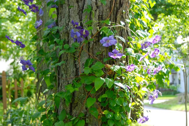 Clematis 'Perle d'Azur'